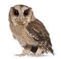 Young Indian Scops Owl, Otus bakkamoena Royalty Free Stock Photo