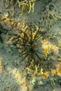 Young individual Pterois Volitans Juvenile in shallow water lit by sun rays. Red lionfish in dark color. Pterois Miles is venomous