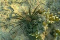 Young individual Pterois Volitans Juvenile in shallow water lit by sun rays. Red lionfish in dark color. Pterois Miles is venomous