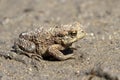 Young individuals common toad sitting on the sand. Royalty Free Stock Photo