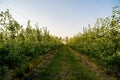 Young industrial apple orchard blossoms machinery driveway