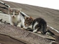 Young inexperienced shy wild kittens on the roof of an old rustic barn. A pair of pitiable homeless small cats. Royalty Free Stock Photo