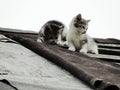 Young inexperienced shy wild kittens on the roof of an old rustic barn. A pair of pitiable homeless small cats.