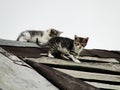 Young inexperienced shy wild kittens on the roof of an old rustic barn. A pair of pitiable homeless small cats.