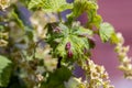 Young inflorescence of currant flowers in spring
