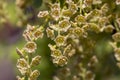 Young inflorescence of currant flowers in spring