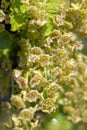 Young inflorescence of currant flowers in spring