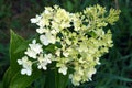 Young inflorescence of hydrangea in June