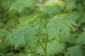 Young inflorescence of the northern wolfsbane (Aconitum lycoctonum)