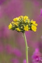 Young inflorescence tansy the plants