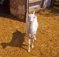A young, inquisitive goat in a cattle yard Royalty Free Stock Photo