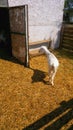 An inquisitive goat in a cattle yard Royalty Free Stock Photo