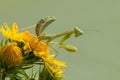 Young Insect Mantis religiosa sits on plant on a summer day Royalty Free Stock Photo