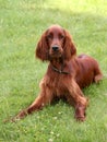 Young Irish Setter