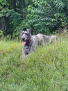 Young Irish Wolfhound all tuckered out