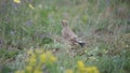 Young Isabellina Wheatear Oenanthe isabellina looks at the camera then poops and runs away