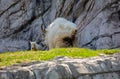 Isolated rocky mountain goat kid and mother Royalty Free Stock Photo