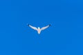 Young isolated Seagull flying away in pure blue sky with lots of negative space Royalty Free Stock Photo