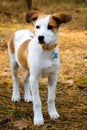 Young Istrian Shorthaired Hound dog standing in