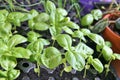 Country Farm Life, Basil Plants Growing, Agriculture, Fresh Herbs Gardening, Farming, Countryside Royalty Free Stock Photo