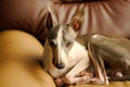 a young Italian Greyhound dog is relaxing on an armchair in living room Royalty Free Stock Photo