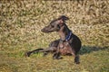 Young Italian Greyhound lying in dry grass Royalty Free Stock Photo