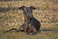 Young Italian Greyhound lying in dry grass Royalty Free Stock Photo