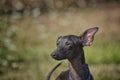 Young Italian Greyhound portrait with flapping ears