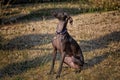 Young Italian Greyhound sitting in dry grass Royalty Free Stock Photo
