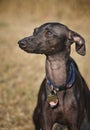 Young Italian Greyhound standing in dry grass Royalty Free Stock Photo