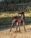 Young Italian Greyhound standing in dry grass Royalty Free Stock Photo