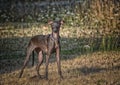 Young Italian Greyhound standing in dry grass Royalty Free Stock Photo