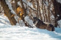 Young italian wolf in the snow