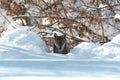 Young italian wolf in the snow