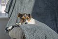 Young Jack Russel puppy sleeping in the sun Royalty Free Stock Photo