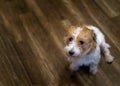 Hard haired pedigreed Jack Russell Terrier is sitting and waiting