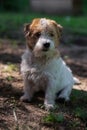 Hard haired pedigreed Jack Russell Terrier