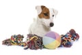 Young jack russel terrier and toys