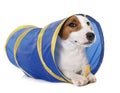 Young jack russel terrier in tunnel