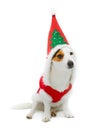 Young Jack Russel wearing santa claus dress