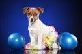 Young Jack Russell with balls