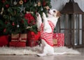 Dog. Young jack russell terrier on Christmas background