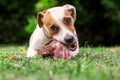 Young Jack Russell Terrier Dog Eat A Raw Bone