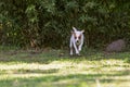 Young Jack Russell Terrier Dog Jump And Running Royalty Free Stock Photo