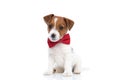 Young jack russell terrier dog with a sweet look