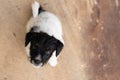 Young Jack Russell Terrier puppy dog 7,5 weeks old is looking up. Funny perspective Royalty Free Stock Photo