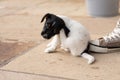 Young Jack Russell Terrier puppy dog 7,5 weeks old.  With the paw, the dog is scratching Royalty Free Stock Photo