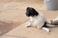 Young Jack Russell Terrier puppy dog 7,5 weeks old. With the paw, the dog is scratching Royalty Free Stock Photo