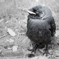 Young Jackdaw Royalty Free Stock Photo