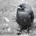 Young Jackdaw